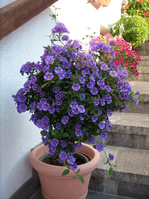Haus Gmahblick Ferienwonungen Alpbach Exterior foto